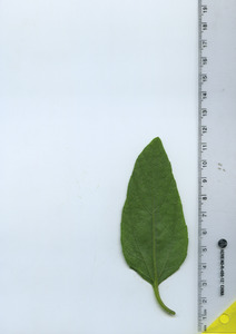 leafbottom