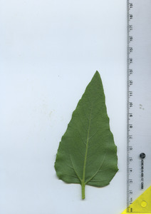 leafbottom