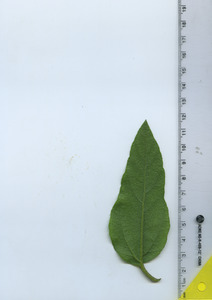 leafbottom