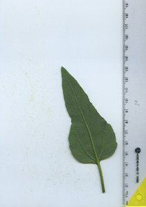 leafbottom