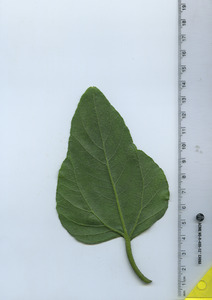 leafbottom