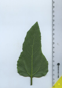 leafbottom