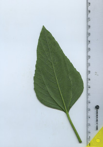 leafbottom