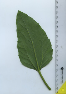 leafbottom