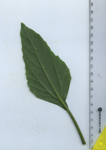 leafbottom