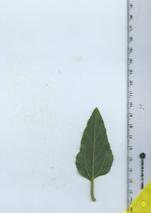 leafbottom