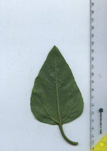 leafbottom