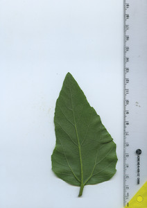 leafbottom