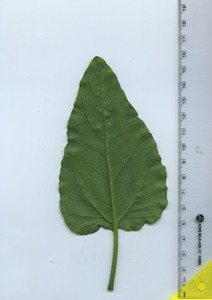 leafbottom