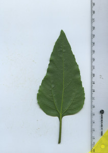leafbottom