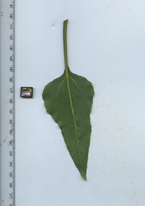 leafbottom