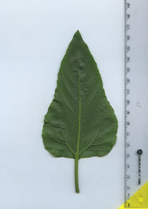 leafbottom