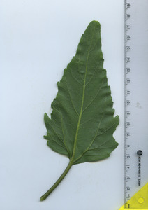 leafbottom