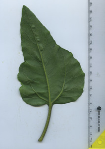 leafbottom