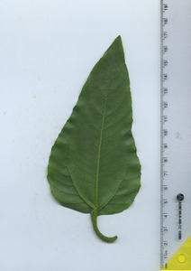 leafbottom