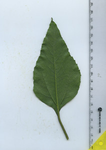 leafbottom