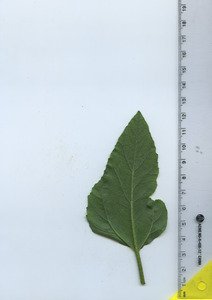 leafbottom