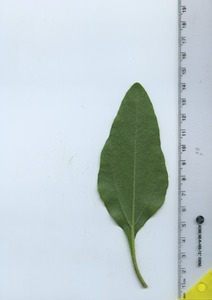 leafbottom