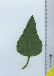 leafbottom