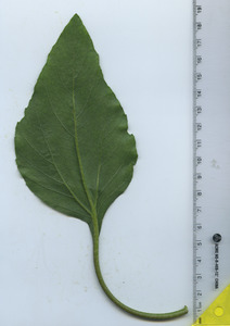 leafbottom