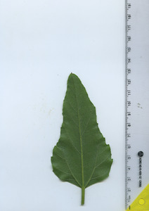 leafbottom