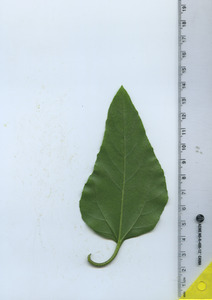 leafbottom