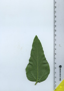leafbottom