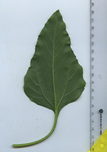 leafbottom