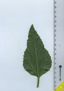 leafbottom