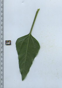 leafbottom
