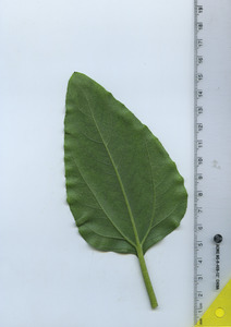 leafbottom