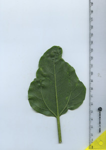 leafbottom