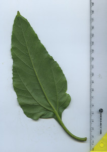 leafbottom