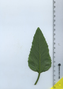 leafbottom
