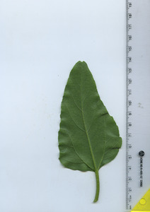 leafbottom