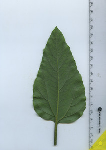 leafbottom