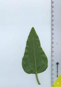 leafbottom