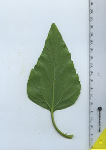 leafbottom