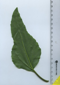 leafbottom