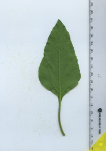 leafbottom