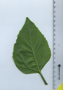 leafbottom