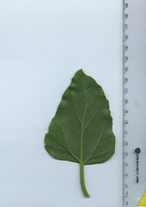leafbottom