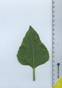 leafbottom