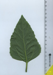 leafbottom