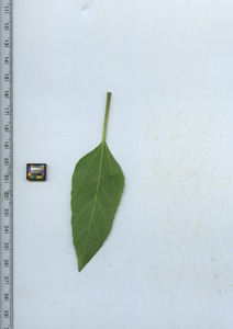 leafbottom