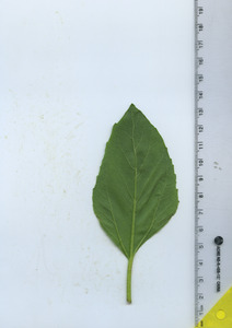 leafbottom