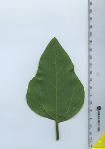 leafbottom