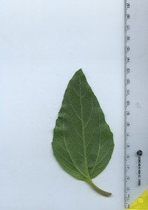 leafbottom