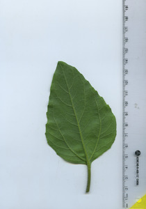 leafbottom