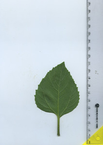 leafbottom
